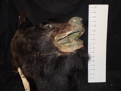 Large Black Bear Head
