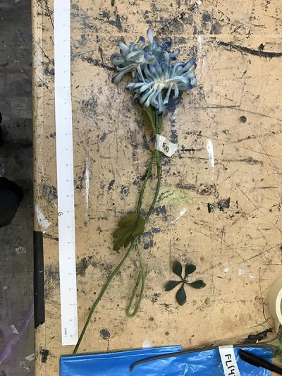 Blue Flowers on Stem
