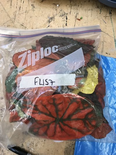 Autumn Leaves, Assorted, Large