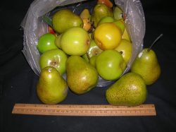 Pears, mixed