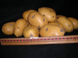 Potatoes
