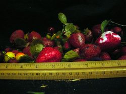 Berries, mixed