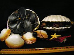 Shell fish, assorted