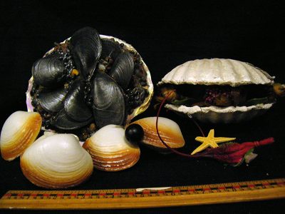 Shell fish, assorted
