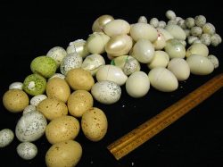Eggs, assorted