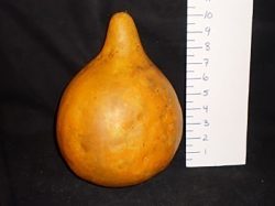 Yellow gourd/squash