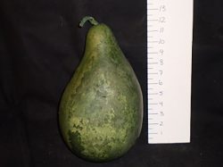 Green squash/vegetable