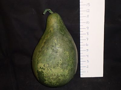 Green squash/vegetable