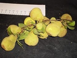 Pears