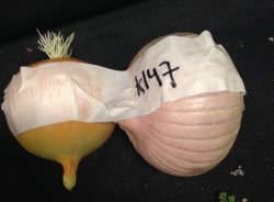 Onions