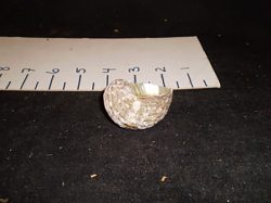 Sea Shell Candle