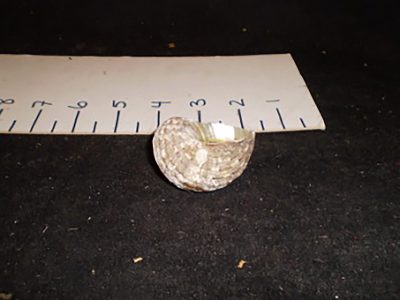 Sea Shell Candle