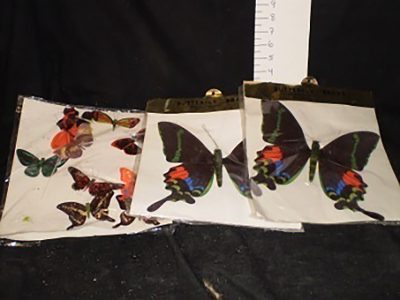 Butterflies, various sizes (pkg)