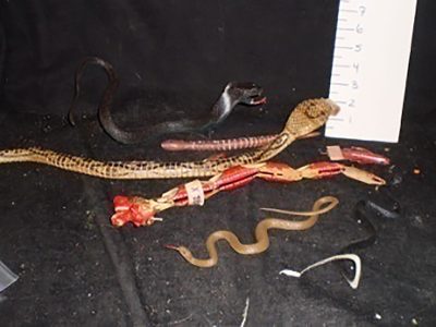 Snakes, all shapes and sizes