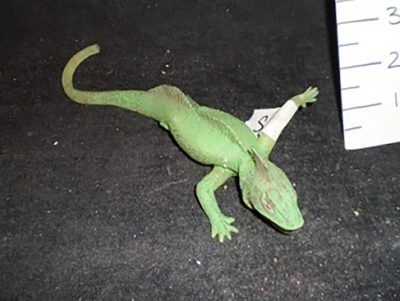 Green gecko