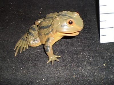 Khaki frog (med)