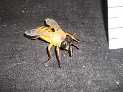 Yellow/black bee (large)