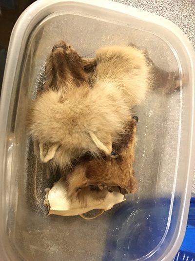 Mink Heads