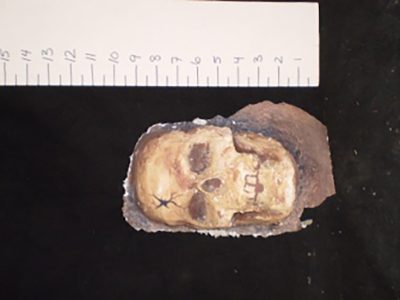 Latex casted half skull