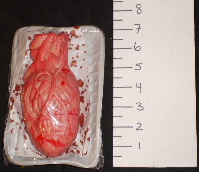 Human Heart