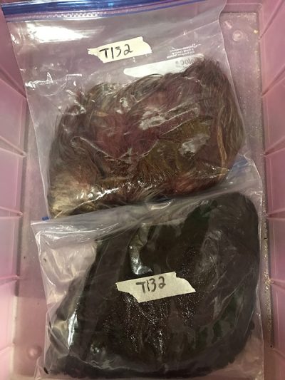 Bloody Wigs in Evidence bags