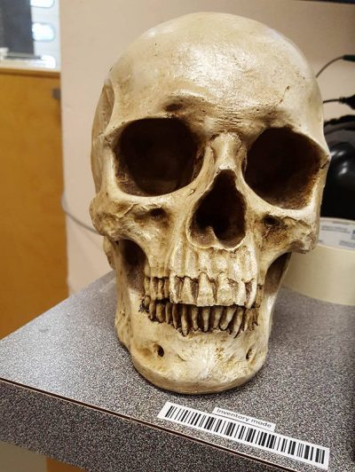 Fake Human Skull